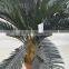 SJ0301115 Artificial cheap cycads plant