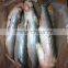 Mullet fish in good quality