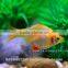 Golden Tiger Barb Fish For Sale and Export