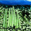 Frozen asparagus