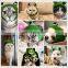 Funny Cartoon Frog Pet Hat Dog Costume Crochet Neck and Ears Warmer Knitted Snood For Cats