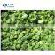 Sinocharm BRC Approved 10*10 mm Fresh Crisp Frozen Green Pepper dice IQF Green Pepper