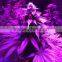 Hot sale 1000w full spectrum led grow lights for hemp grow and bloom