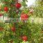 common cultivation type of Pomegranate