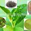 GMP factory supply Health Green Tea Extract Powder EGCG