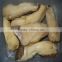 King Oyster Mushroom salted in drum pleurotus abalonus mushroom market prices for brined mushroom