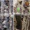 Dried Black tree ear Fungus Mushroom for sell