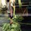 china nylon fishinjg net Light green color