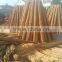 Tonkin dry green garden plant bamboo canes and bamboo stakes and bamboo poles