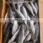Land Frozen Horse Mackerel Frozen 20 25 cm +