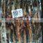 Wholesale fresh frozen illex squid price
