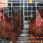 Sri Lanka Chicken Supplier in Chicken Shed Hot Galvanized Cage & A Type Battery Layer Breeder Chicken Cage & Laying Hen Coop for Poultry Farm