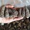 Factory Price Premium Quality Chinese Wild Dried Morel Mushroom/Morchella esculenta without fully stem (4-6CM)