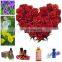 Immortelle essential oil distillation equipment