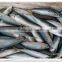 Frozen Bonito Tuna