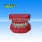 (32 Teeth) cavity preparation cavity preparation dental model for education