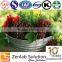 Proanthocyanidin grape seed Extract