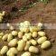 80-150g Size of Fresh Chinese Potato 5KG Bag