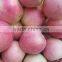 20KG pack qinguan apple
