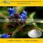 GMP Manufacturer Supply Natural Cyanotis Arachnoidea Extract