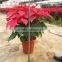 Low price Red flower Christmas Poinsettia bonsai