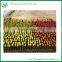 Succulent Indoor Flowering Cactus Plants