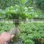 Ginseng ficus indoor bonsai