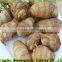 China's shandong province, one of the best fresh taro/taro seeds, exported to Europe and America, southeast Asia and Japan