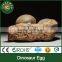Lisaurus-LA Simulation Dinosaur Fossils Eggs for Sale