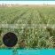 Root crops special pure natural biomass silicon calcium magnesium fertilizer