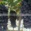 Chinese Fresh Black Globe Grape