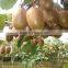 fresh kiwi fruit extract powder kiwi berry p.e Actinidia chinensis Planch