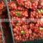 Chinese onion/ Yellow onion/Chinese fresh onion