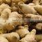 China fresh ginger with good quality for sale