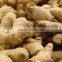 Chinese Fresh Ginger for sale