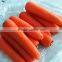 Fresh Carrot Size 80-150g