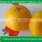 sweet fresh tangerine/mandarin orange /lugan/Lokan/ponkan on sale