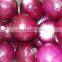 Fresh Peeled Onion for Exporting