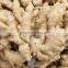 Wholesale Organic Common Cultivation Type Fresh Ginger