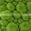 SJ141104 Grass moss mat for indoor/plastic natual grass mat