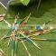 Wooden garden mikado game set