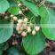 CORDIA DICHOTOMA