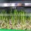Green fodder making barley breeding room, grass bud seedling machine , animal fodder machine for sale