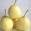 2019Botou Ya Pear Wholesalefengshui Pear huangguan Pear