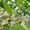 Chinese new raw bulk Natural ornamental Citrus aurantium tree neroli flowers seeds for planting