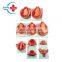 HC-S288 Gynaecology Childbirth simulator/Fetal Model/Anatomy Pregnancy Childbirth Model