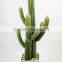 Factory Direct Selling Home Decoration Succulent Plants