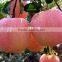 Pome Fruit Product Fresh Apple Type Fuji Apple sale by bulk