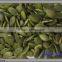 Good quality snow white cheapest price dried shine pumpkin kernels