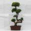 Factory price ficus bonsai trees S shape ficus